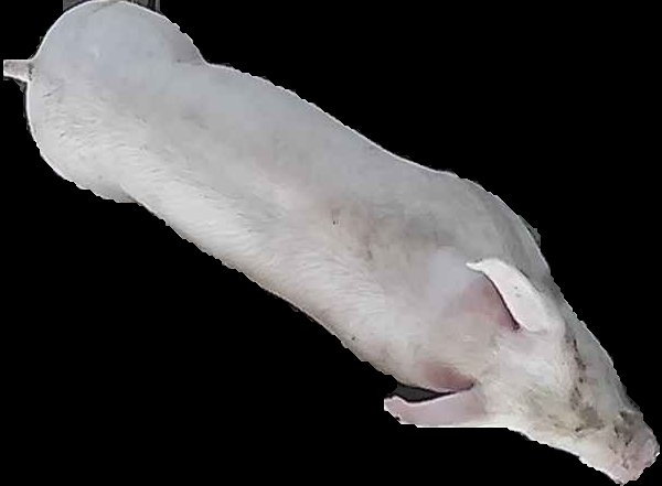 Crop