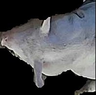 Crop