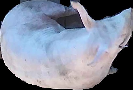 Crop