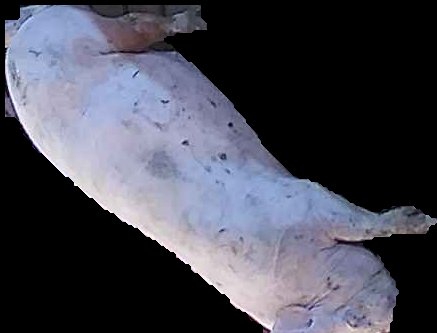 Crop
