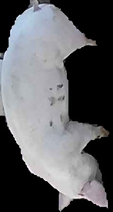 Crop