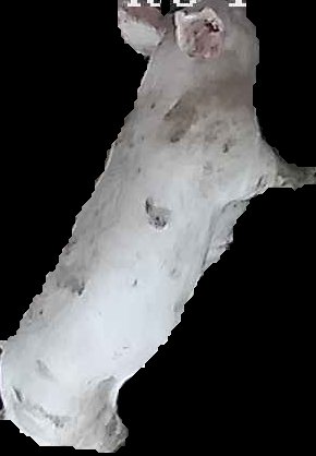 Crop