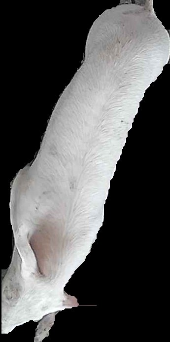 Crop