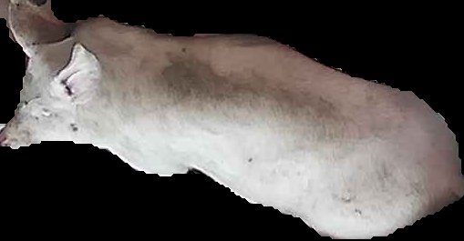 Crop