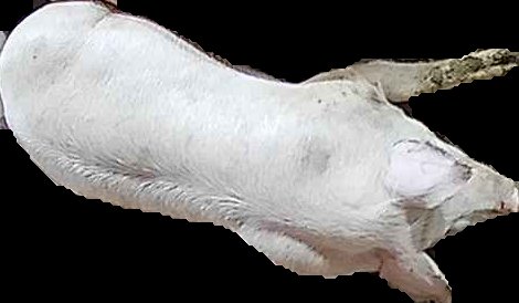 Crop