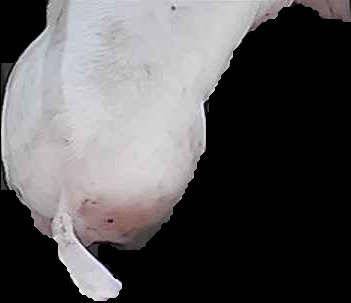 Crop