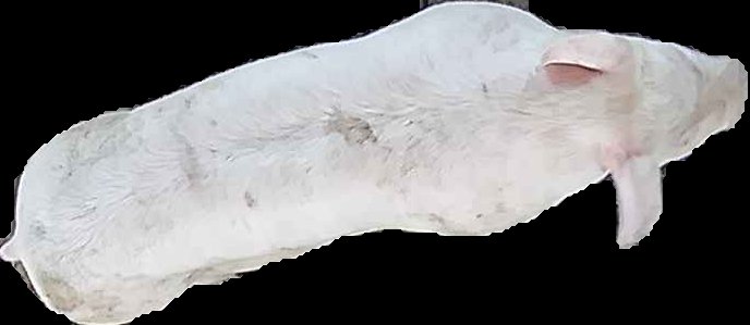 Crop