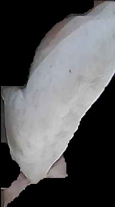 Crop