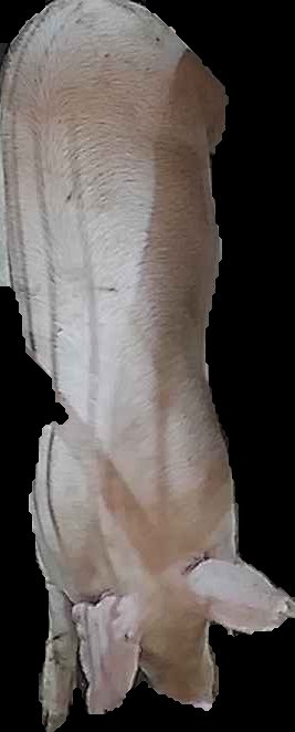 Crop