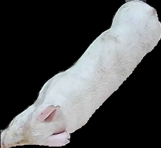 Crop
