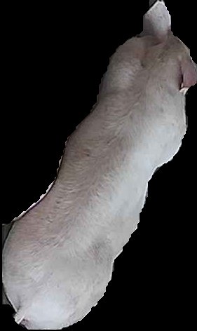 Crop