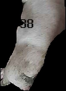 Crop