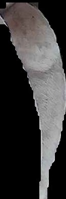 Crop