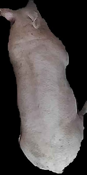 Crop