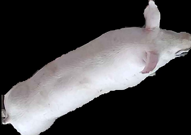 Crop