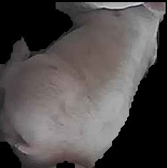Crop