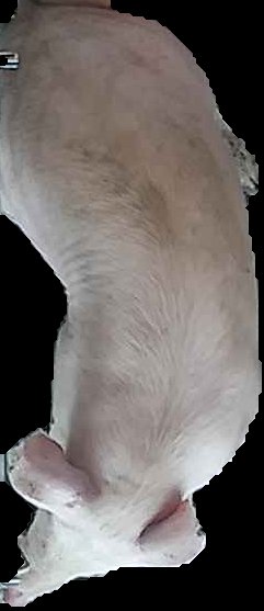 Crop
