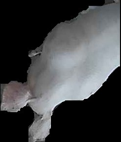 Crop