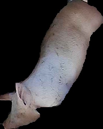 Crop