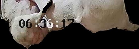 Crop