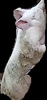 Crop