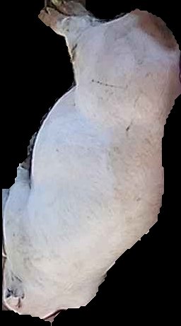 Crop