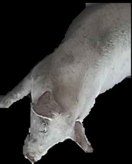 Crop