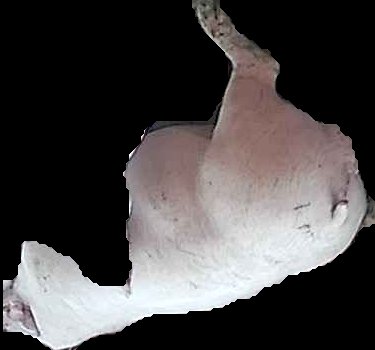 Crop