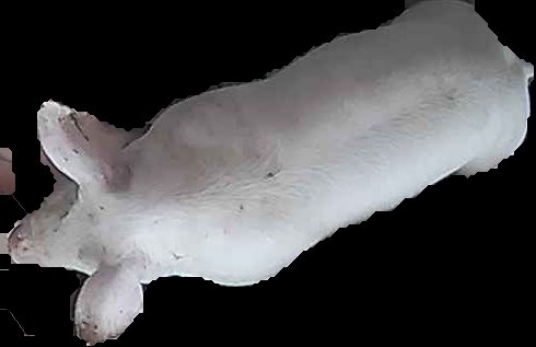 Crop