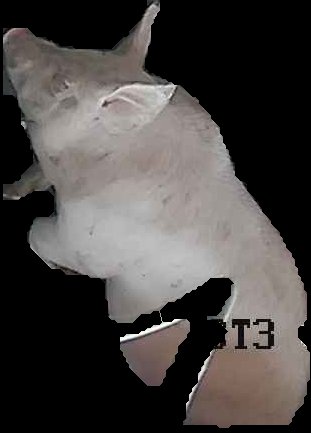 Crop