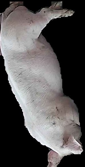 Crop