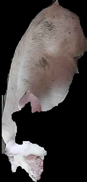 Crop