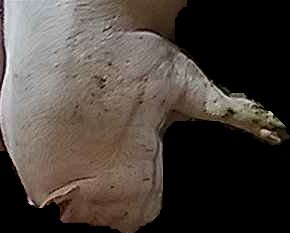 Crop