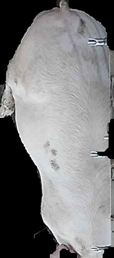 Crop