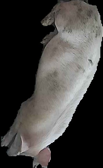 Crop
