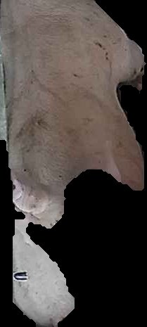 Crop