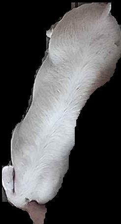 Crop