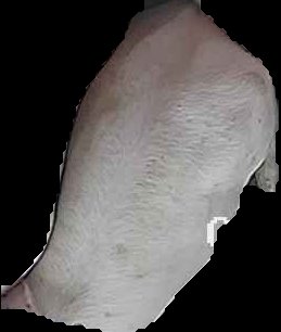 Crop