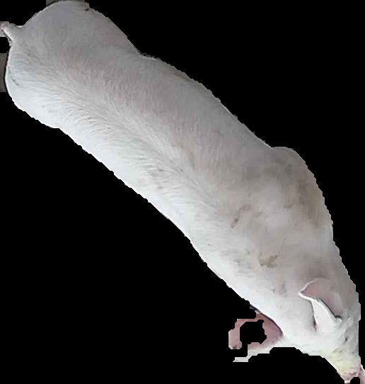Crop