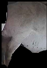 Crop