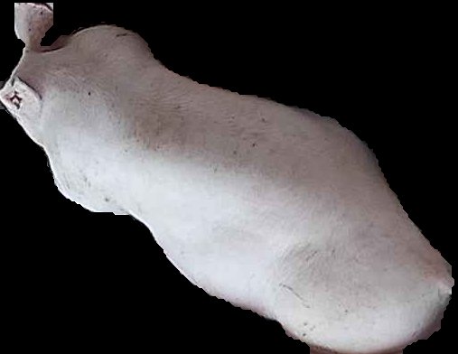 Crop