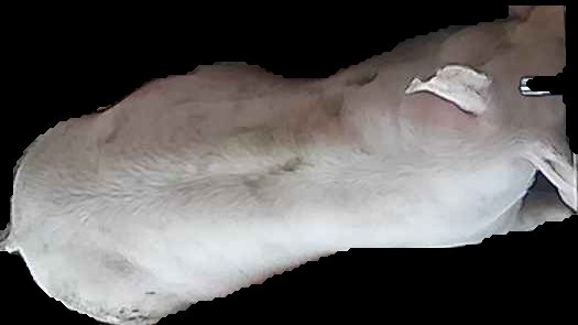 Crop