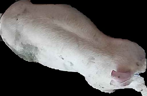 Crop