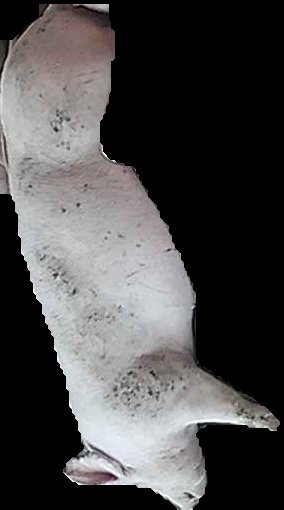 Crop
