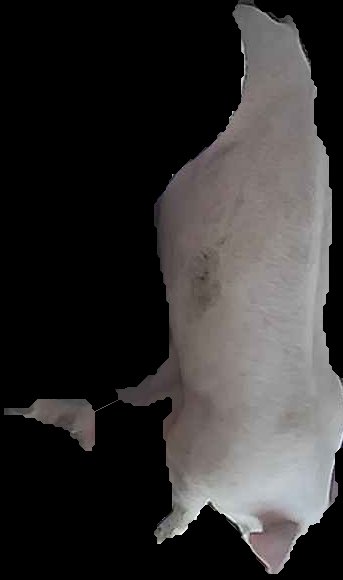 Crop