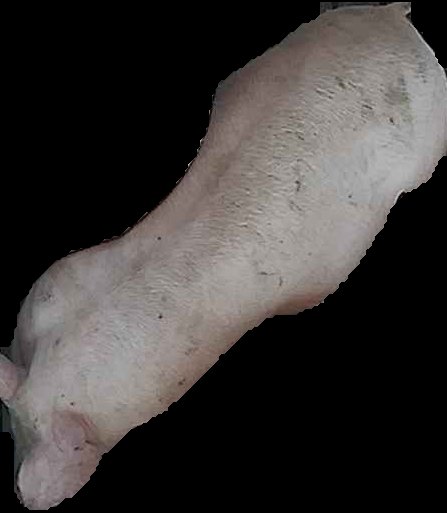 Crop