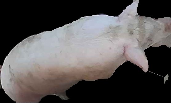 Crop