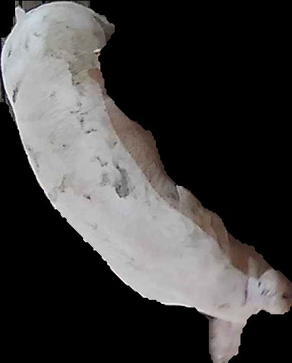 Crop