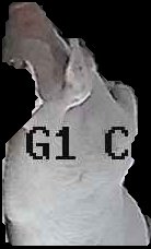 Crop