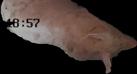 Crop